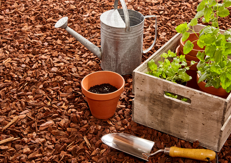 Planting pots, trowel, steel watering can and wooden box full of seedlings over red pine bark mulch outdoors