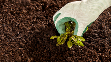 Close up view on hand in cloth and rubber glove pulling up single dandelion weed from patch of bare...