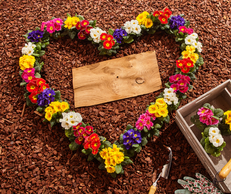 Purple, yellow, red, purple and white primrose seedlings in heart shape with copy space over wooden board next to gardening tools and crateの写真素材