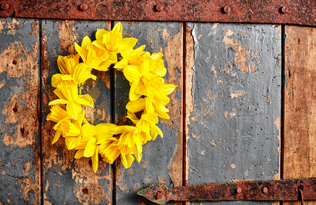 Colorful yellow spring wreath of daffodils hanging on an old rustic wooden door with peeling blue paint and copy spaceの写真素材