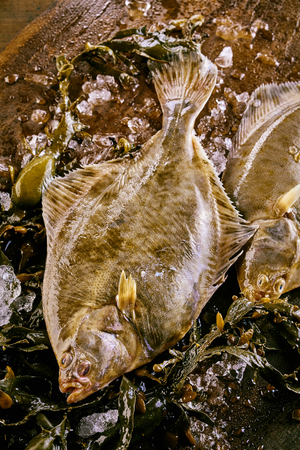 Large whole fresh halibut flatfish on melting ice on an old rustic wooden table viewed from above