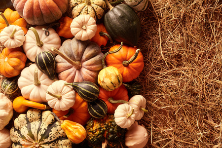 Top down view on various sizes and colors of squash gourds with copy space in hay for concept about thanksgiving or autumn themesの写真素材