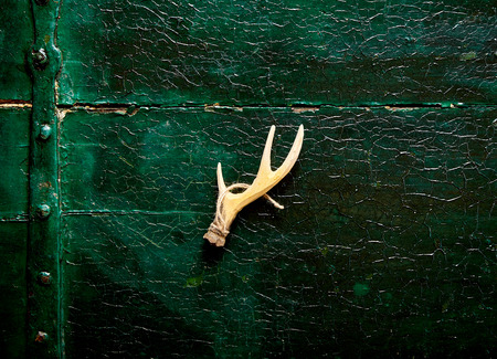Close up on deer antler with string over dark wooden background with crackled surfaceの写真素材