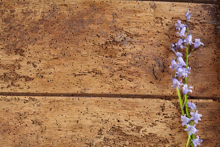Pretty delicate spring border of fresh bluebells arranged to the side of textured wormy old vintage wood with copy spaceの写真素材