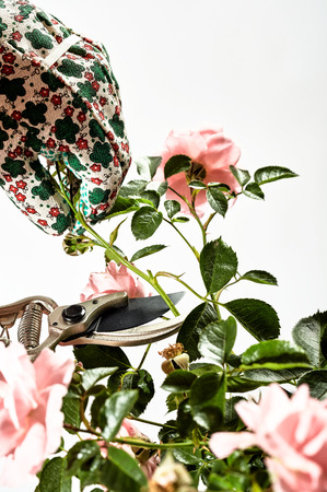 Gardener cutting or pruning roses on a bush in a close up view of a gloved hand and secateurs or...