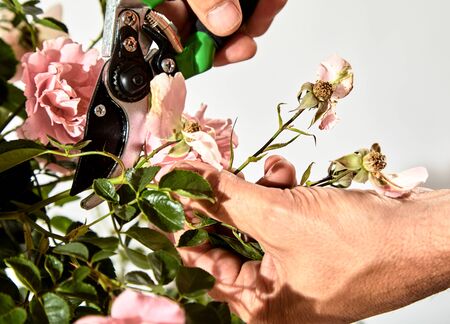 Man caring for a rose bush in his garden trimming off dead flowers with pruning shears during summer...