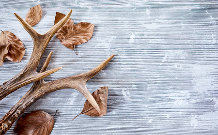 Deer antlers with dry leaves on bright wooden backgroundの写真素材