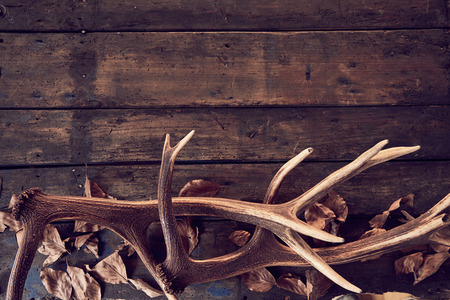 Composition of deer antlers with dry leaves against wooden backgroundの写真素材