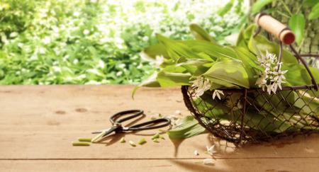 Freshly picked wild garlic leaves and flowers in a rustic wire basket on a wooden garden table with...