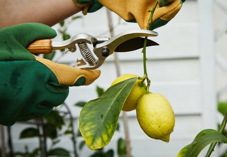 Gardener picking ripe yellow lemons hanging on a branch on a tree using secateurs or pruning shears...