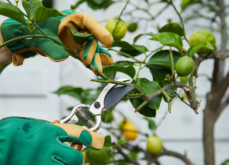 Gardener pruning a young lemon tree in spring using pruning shears or secateurs with ripening fruit...