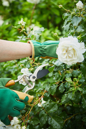 Crop view in close-up of gardener cutting white rose off blooming green bush working in summer gardenの写真素材