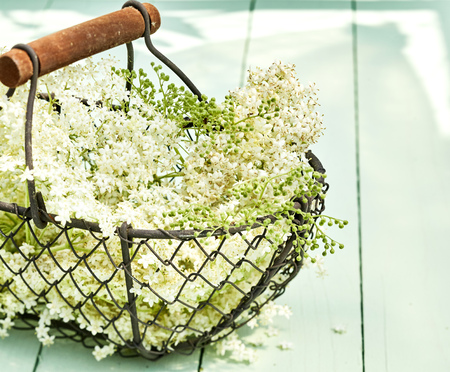 Wire basket filled with fresh white elderflowers a therapeutic herb used in alternative medicine for diabetes, sinusitis and as a diureticの写真素材