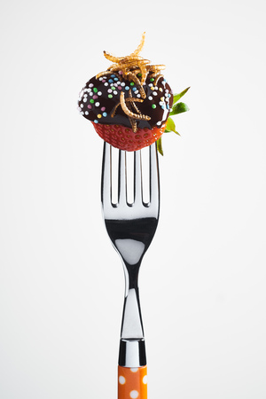 Fried mealworms on a chocolate coated strawberry decorated with sprinkles presented on a fork isolated on whiteの写真素材