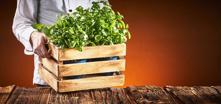 Pizza chef carrying a crate of fresh basil plants placing them on an old vintage rustic table over a brown background with copy spaceの写真素材