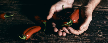 From above anonymous male demonstrating bunch of ripe red hot peppers over rustic lumber table