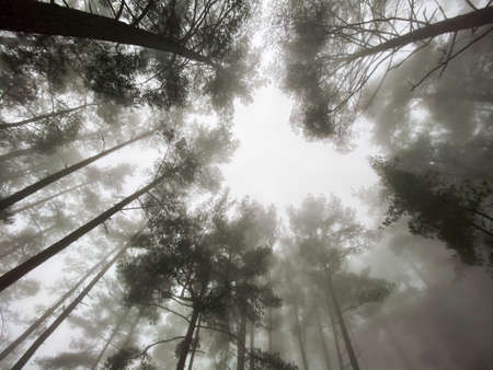 From below black and white tall coniferous trees growing in thick woods and covered with dense fog...