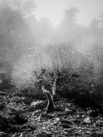Black and white old olive tree with leafless branches growing in foggy woods in Turkeyの写真素材