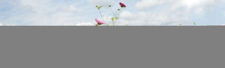 Wildflowers of red and pink and white colors growing on green meadow in sunny day in countrysideの写真素材