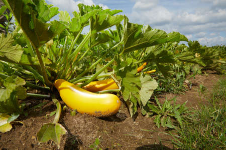 Plantation of zucchini plants with lush green leaves and ripe yellow harvesy under cloudy blue skyの写真素材