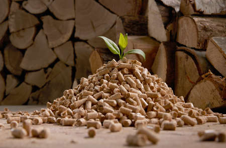 Fresh green leaf on pile of wood fuel pellets scattered on floor near stack of firewood in daylightの写真素材