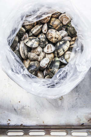 Fresh clams closed in the bag