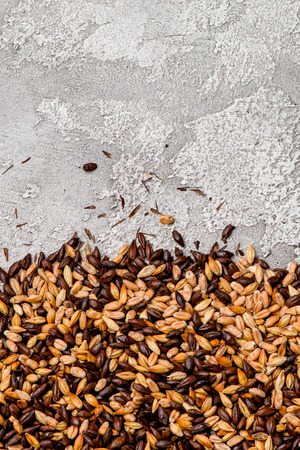 Malted grain closeup. Mixed varieties of malted grain on a grayの写真素材