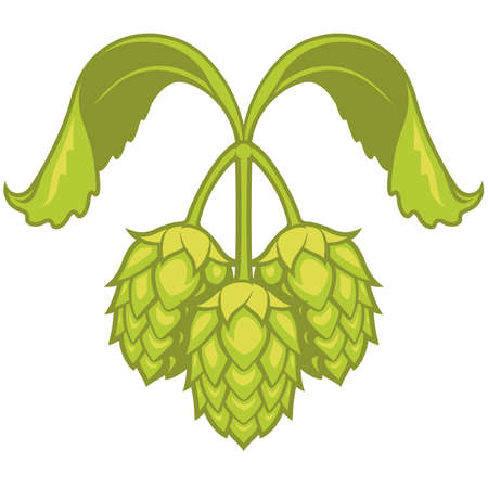Hops visual graphic icon, ideal for beer, ale, lager, bitter labels and packaging etc.の写真素材