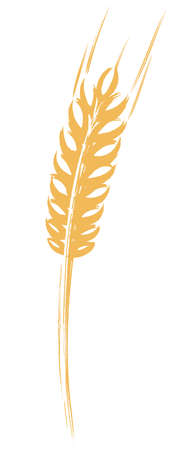 Ear of Wheat, Barley or Rye hand painted brush and ink vector illustration graphic iconの写真素材