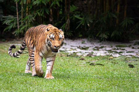 Siberian Tiger Walking Out From The Bushの写真素材