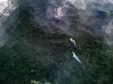 Dolphin and Calf Swimming In A Clear Water With Seaweed At Seabed
