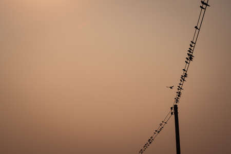 Flock of Bird over Electric Line
