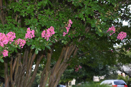 Pink Crape Myrtle Blossoms in Midsummerの写真素材