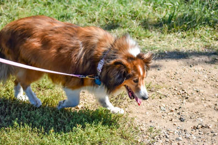 Shetland Sheepdog (Sheltie) on a Pink Leash Goes for a Walk in the Parkの写真素材