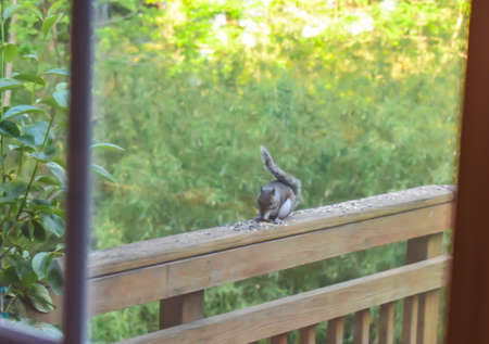 Squirrel Collecting Seed on a Suburban Backyard Deck in Late Springの写真素材