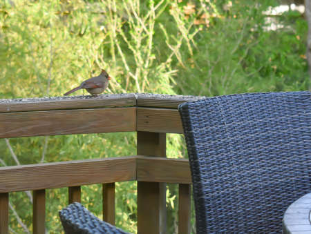 Female Cardinal Collecting Seed on a Suburban Backyard Deck in Late Springの写真素材