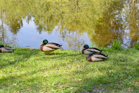Raft of Mallard Ducks on the Shore of a Pondの写真素材