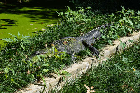 Washington DC, USA - October 15, 2021:  American Alligator Resting among the Foliage at the Smithsonian Institute National Zooのeditorial素材