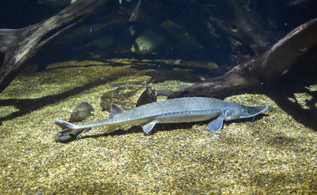 Baltimore, Maryland, USA - October 9, 2021: Atlantic Sturgeon Fish on Display at the National Aquarium in Baltimoreのeditorial素材