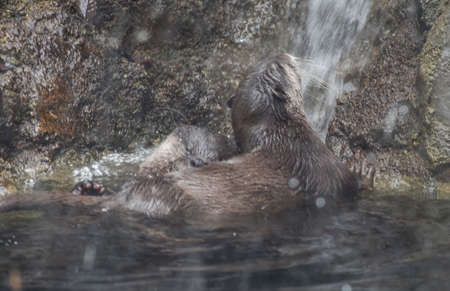Washington DC, USA - October 15, 2021:  Asian Small-Clawed Otters Snuggling by a Small Waterfall Behind a Glass Enclosure at the Smithsonian Institute National Zooのeditorial素材