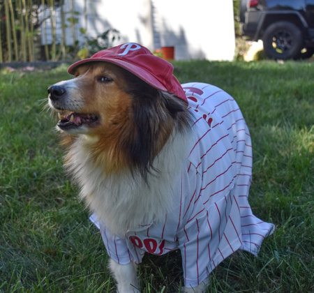 Lorton, Virginia, USA - October 20, 2021: Happy Shetland Sheepdog (Sheltie Dog)  Appropriately Dressed for Either Halloween or the Baseball Season by Wearing a Phillies Costumeのeditorial素材