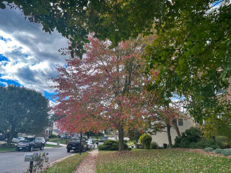 Lorton, Virginia, USA - October 31, 2021: Suburban Homes Surrounded by Trees Changing Colors and Leaves Falling from the Branches on a Bright Autumn Morningのeditorial素材