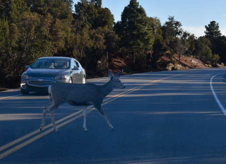 Grand Canyon National Park, Arizona, USA - November 22, 2021: A deer crosses Desert View Drive in Grand Canyon National Park to get to the forest, stopping traffic in late afternoonのeditorial素材