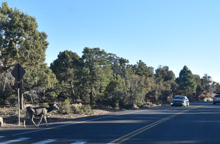 Grand Canyon National Park, Arizona, USA - November 22, 2021: A deer crosses Desert View Drive in Grand Canyon National Park to get to the forest, stopping traffic in late afternoonのeditorial素材