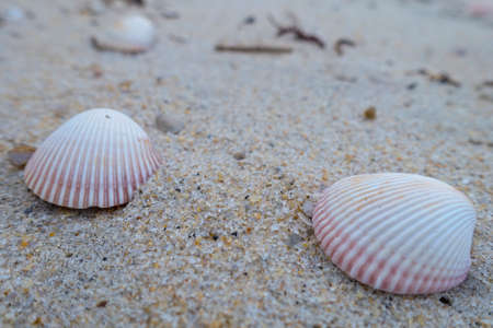 Shells at Sai Keaw beach in Nakhon Si Thammarat, Thailand, Asiaの写真素材