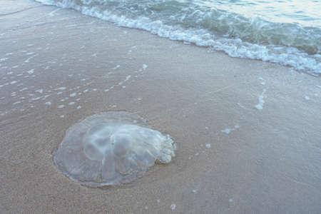 Jellyfish at Sai Keaw beach in Nakhon Si Thammarat, Thailand, Asia