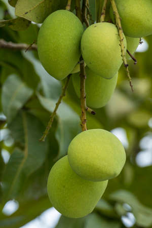 Chiang Rai province, northern Thailand, Asia, Mangoes on the Tree, Plantationの写真素材