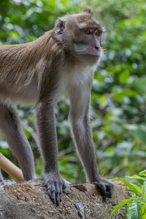 Monkey at Tiger Cave Temple, Wat Tham Sua, Krabi, Thailand, Asia