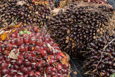 Fruit of the oil palm after harvest (Elaeis guineensis), Krabi, Thailand, Asiaの写真素材