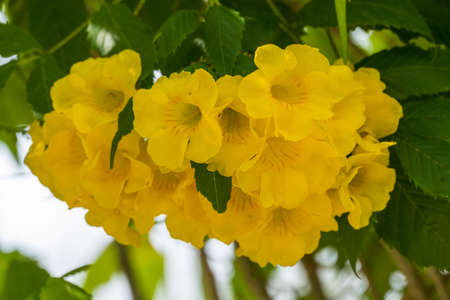 Tabebuia chrysotricha, Golden trumpet tree in bloom